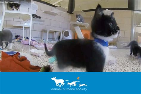 Exploring Virtual Reality: Where to Watch Kittens in 360 Degrees